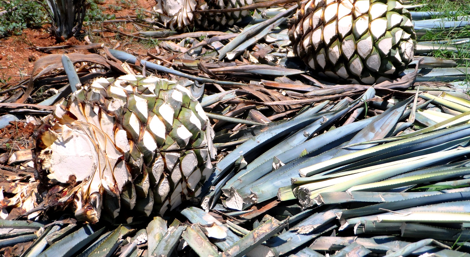 agave tequilana biomasa mexico