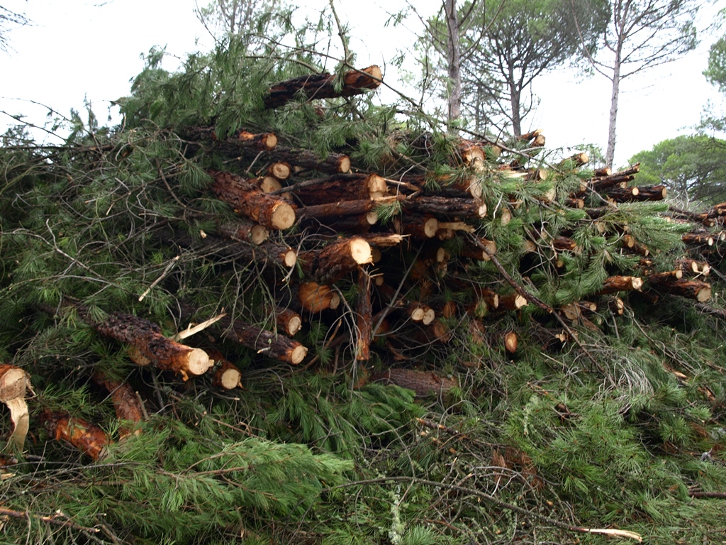 Poda forestal