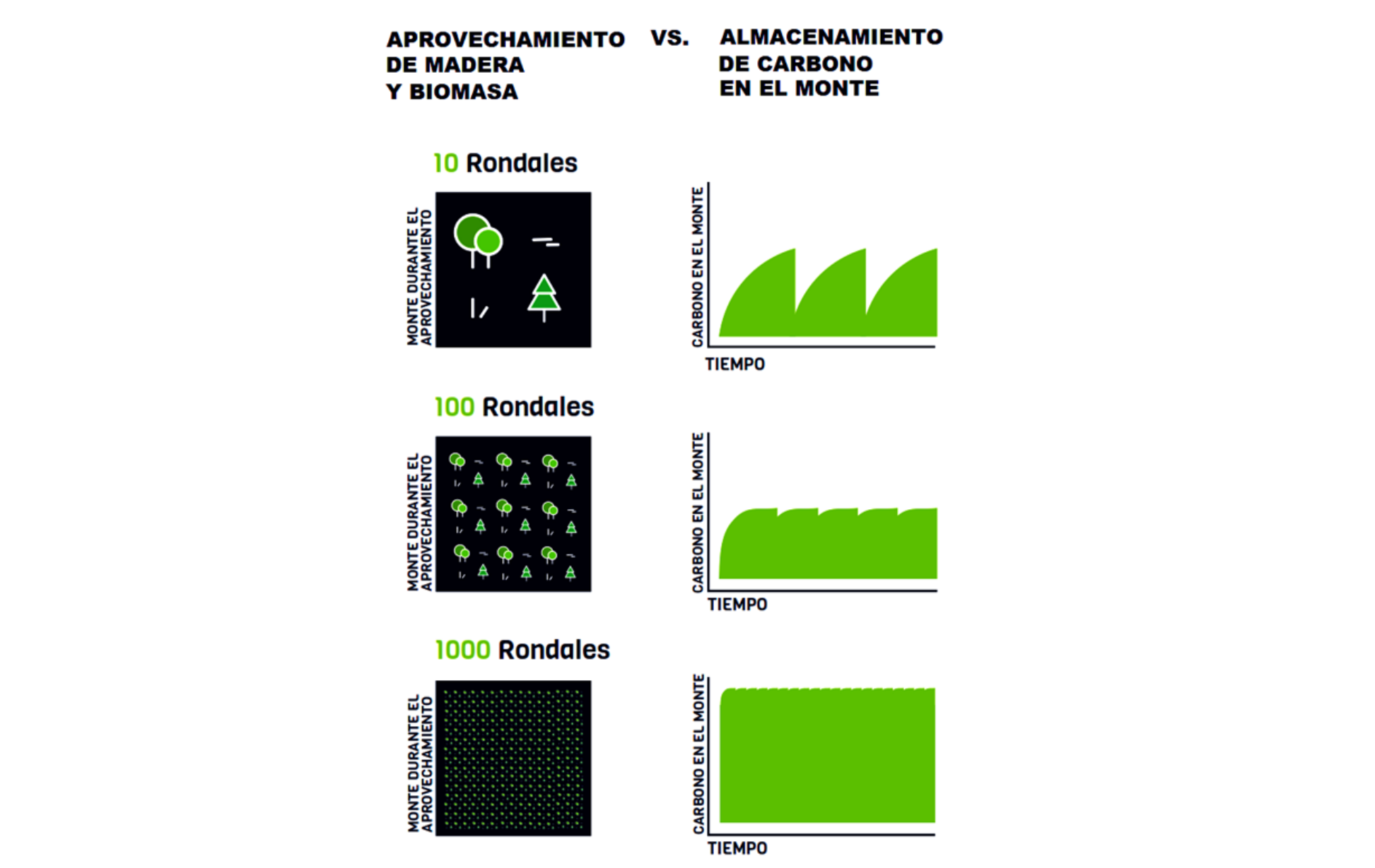 Absorción de carbono por parte de los bosques