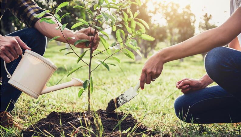 Dos personas plantando un árbol