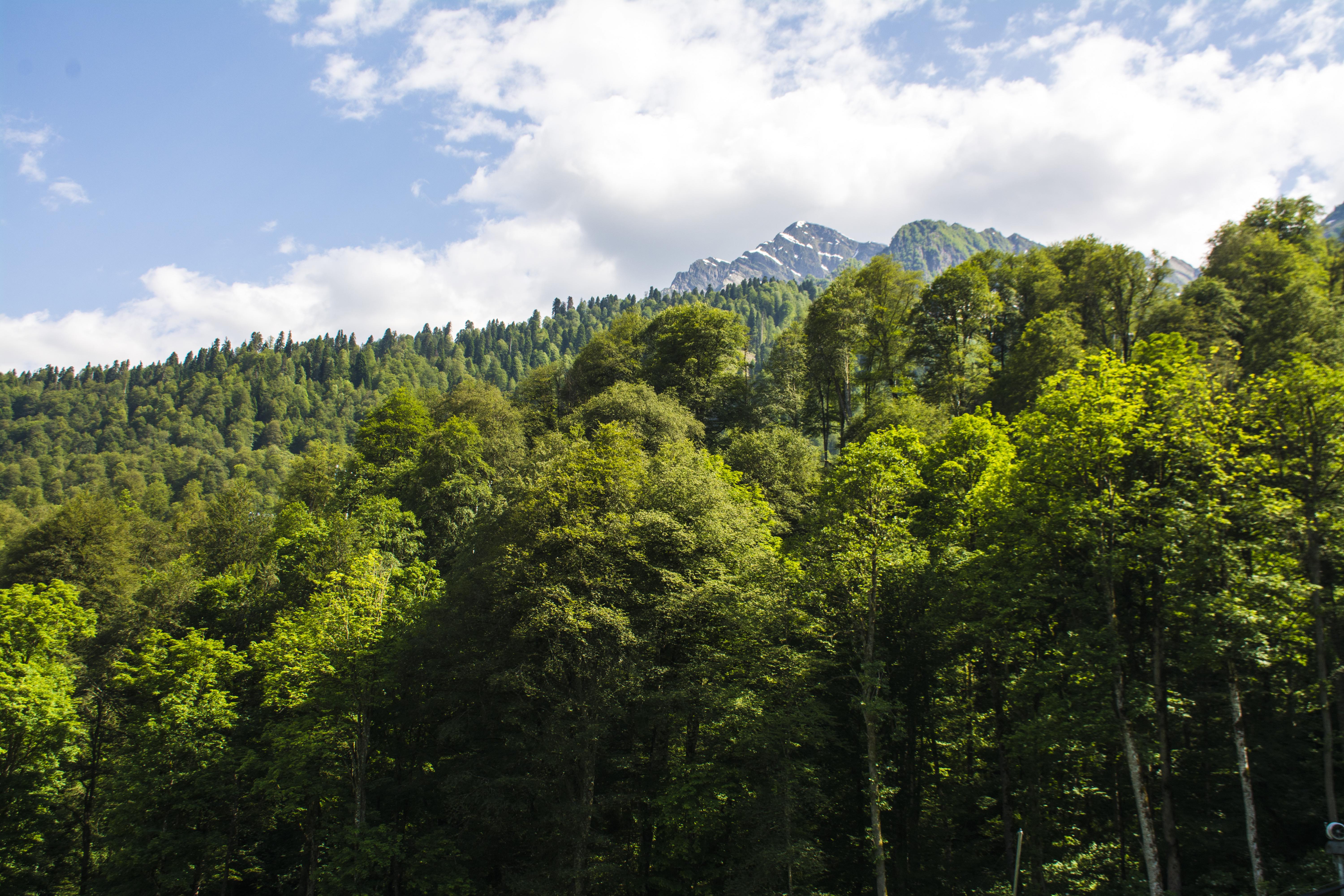 biomasa bosques leña pellet